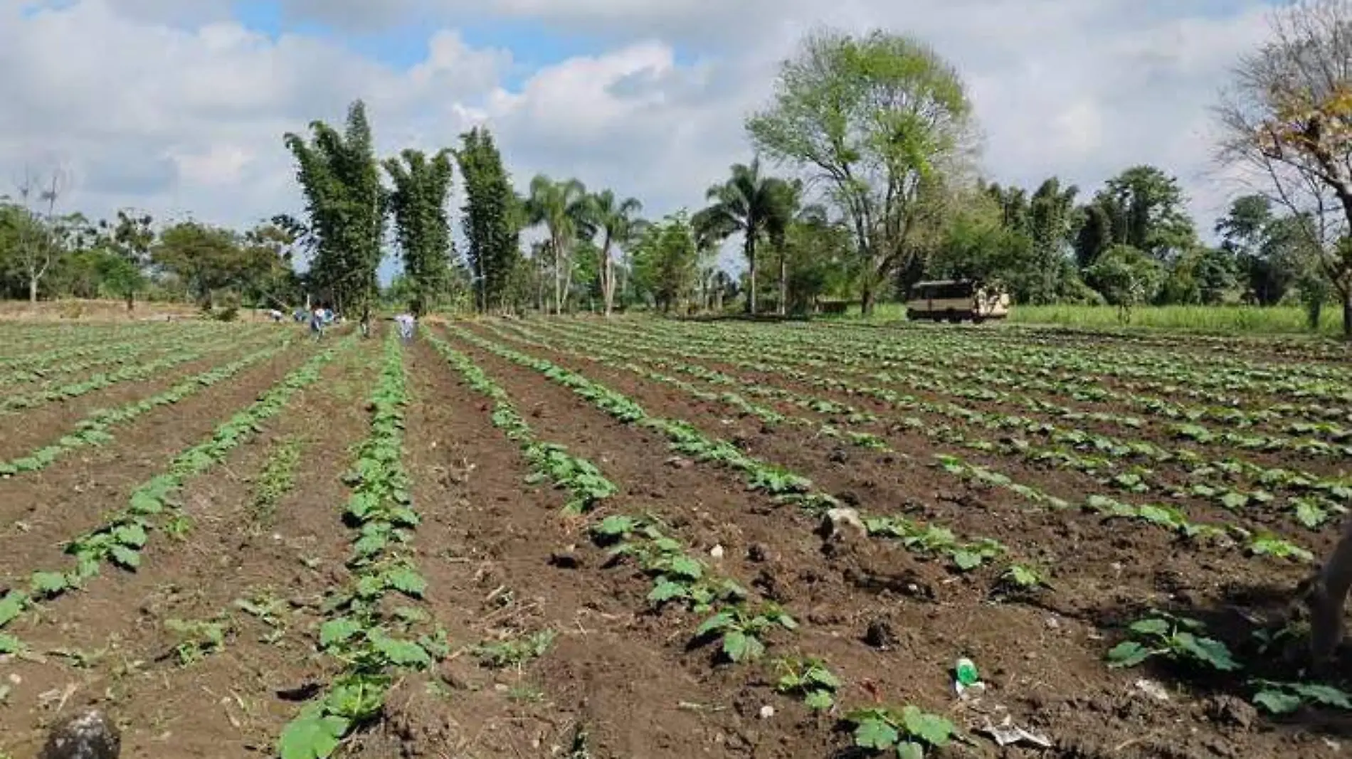 cultivo calabaza italiana ok